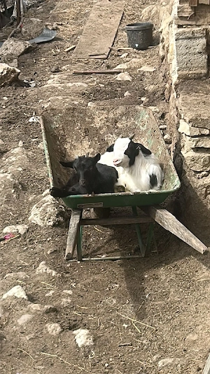 Miei,miel,ied,iezi - imagine 2