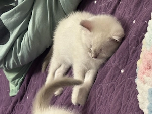 British shorthair color point - imagine 4