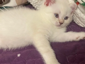 British shorthair color point