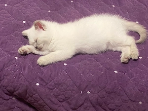 British shorthair color point - imagine 3