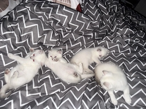 British shorthair color point - imagine 5