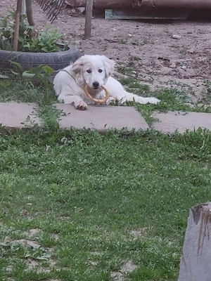 Donez câine metis femela - imagine 4