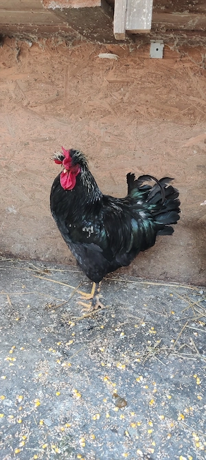 cocosi motat araucana - imagine 2