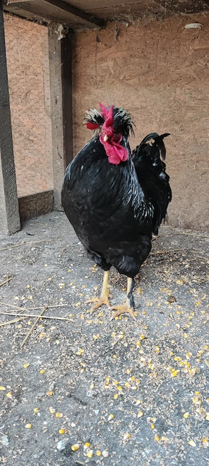 cocosi motat araucana - imagine 3