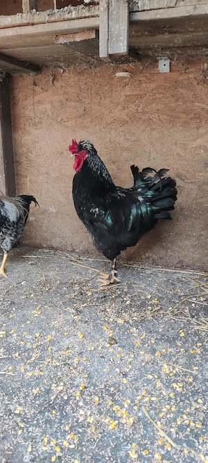 cocosi motat araucana