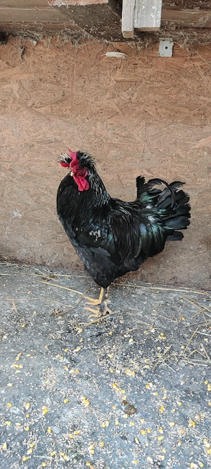 cocosi motat araucana - imagine 4