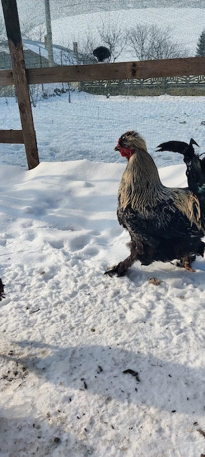 cocosi araucana  - imagine 2