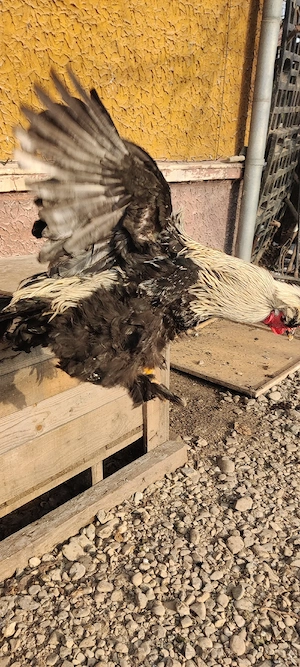 cocosi araucana  - imagine 3