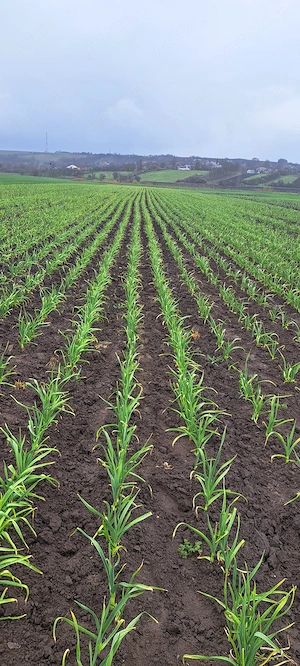 Usturoi verde.             0