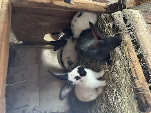 Vând iepurași fluture german 