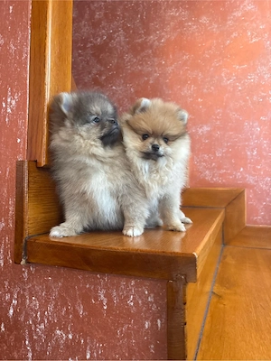 Pui pomeranian  - imagine 4