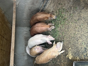 Porci de vânzare  - imagine 4