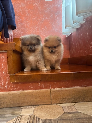 Pui pomeranian  - imagine 5