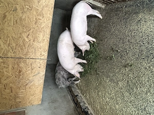 Porci de vânzare  - imagine 2