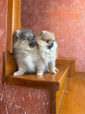 Pui pomeranian  - imagine 2