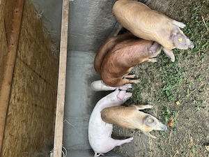 Porci de vânzare  - imagine 3