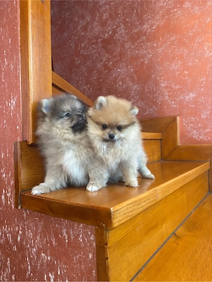 Pui pomeranian  - imagine 3