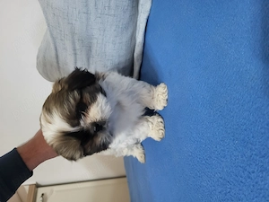 Vând căței shitzu