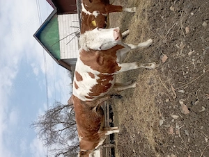 Vaca de vânzare  - imagine 4