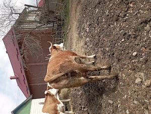 Vaca de vânzare  - imagine 5