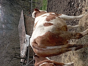 Vaca de vânzare  - imagine 2