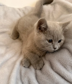 British shorthair 