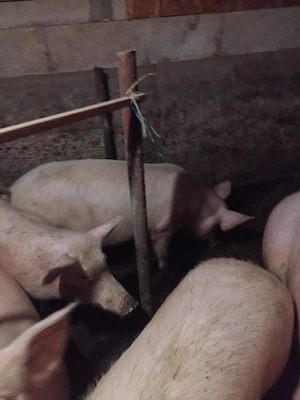 vand grasune gistante  - imagine 3