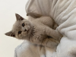 British shorthair  - imagine 2