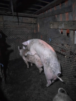 vand grasune gistante  - imagine 2