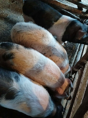 Grasuni de vânzare  - imagine 2