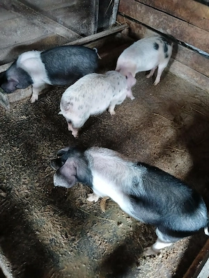 Grasuni de vânzare  - imagine 3