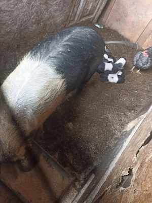 vând scrofita bazna cu 7 purcelaș