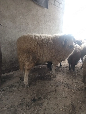 berbec uriaș  - imagine 2