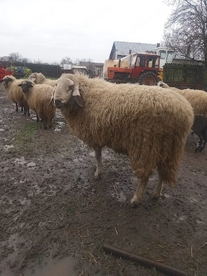 berbec uriaș  - imagine 3