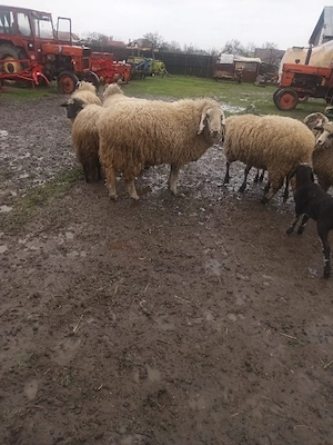 berbec uriaș  - imagine 4