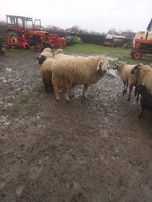 berbec uriaș  - imagine 5