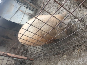 Porci mangaliţa (25 lei per kg) - imagine 3