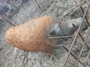 Porci mangaliţa (25 lei per kg) - imagine 2