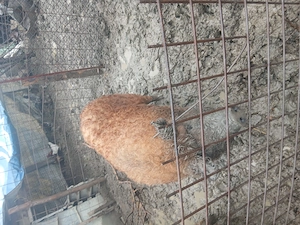 Porci mangaliţa (25 lei per kg) - imagine 4