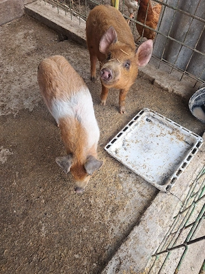 de vanzare purcei  - imagine 4