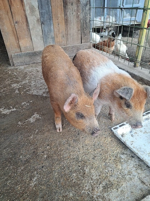 de vanzare purcei  - imagine 3