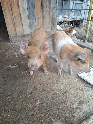 de vanzare purcei  - imagine 2