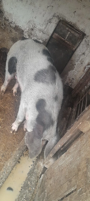 Purcea de  vânzare - imagine 3