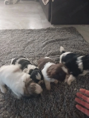 cățelușii Shu tzu