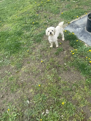 De vânzare bisoni maltezi 2femele  - imagine 2