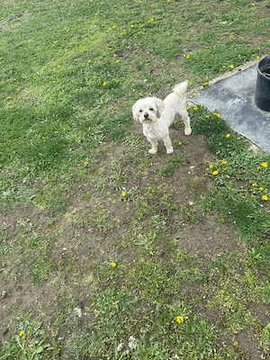 De vânzare bisoni maltezi 2femele  - imagine 3