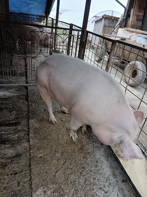 Vând porci cu greutate 150si250kg