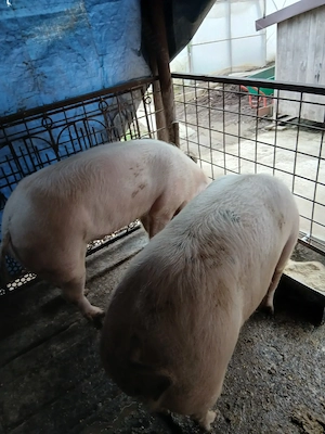 Vând porci cu greutate 150si250kg - imagine 4