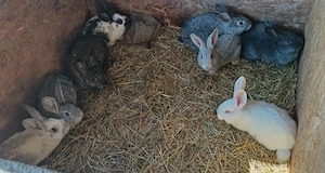 Vând  iepuri  de Paște  - imagine 2