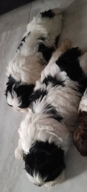 cattam căsuța noua shih tzu